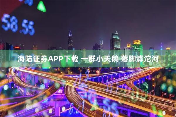 海陆证券APP下载 一群小天鹅 落脚滹沱河