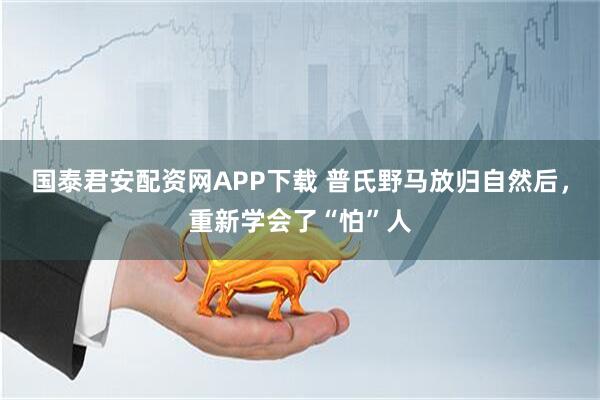 国泰君安配资网APP下载 普氏野马放归自然后，重新学会了“怕”人